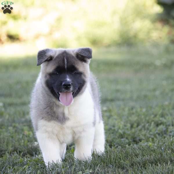 Diamond, Akita Puppy
